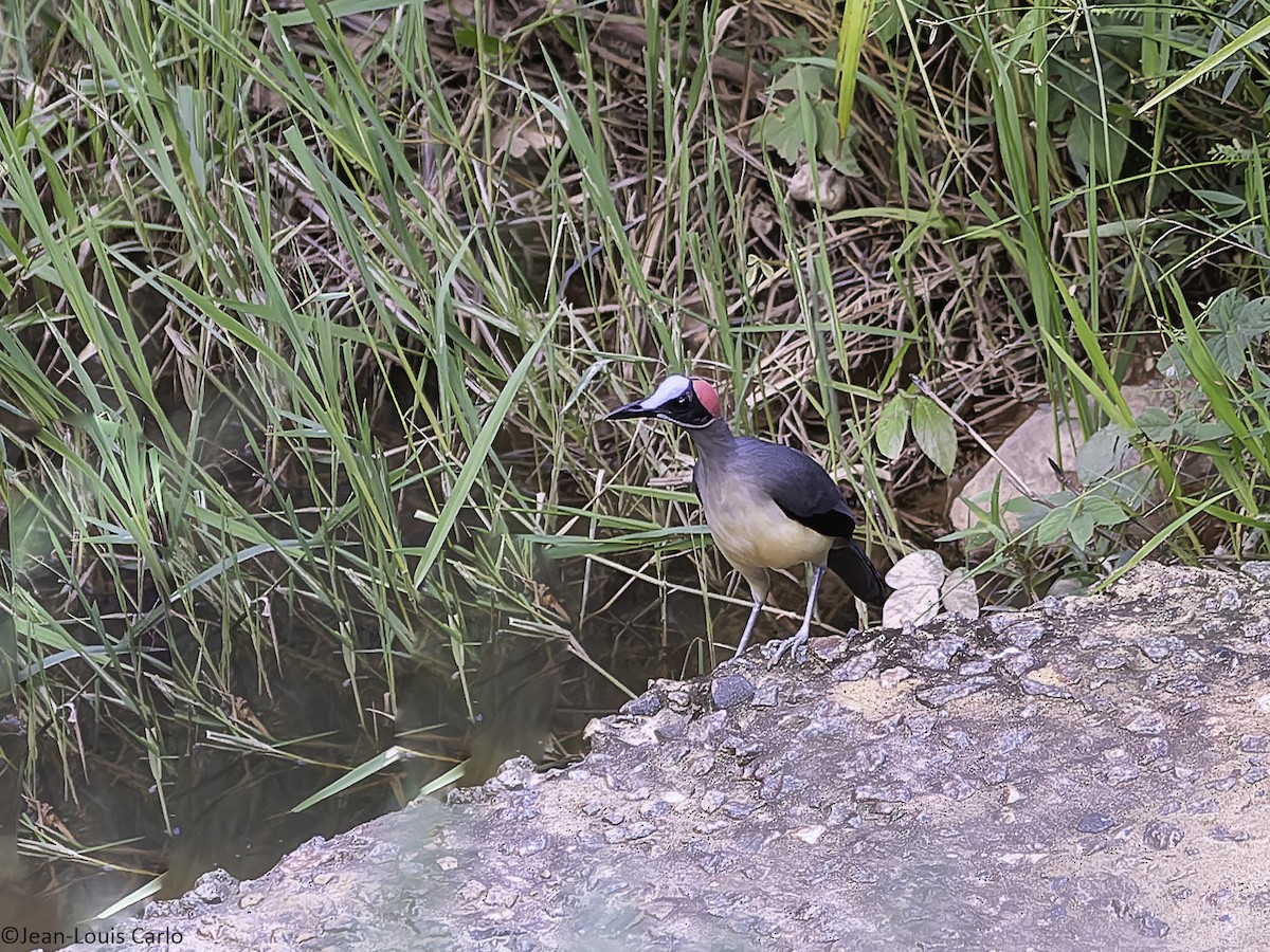 Gray-necked Rockfowl - ML630531588