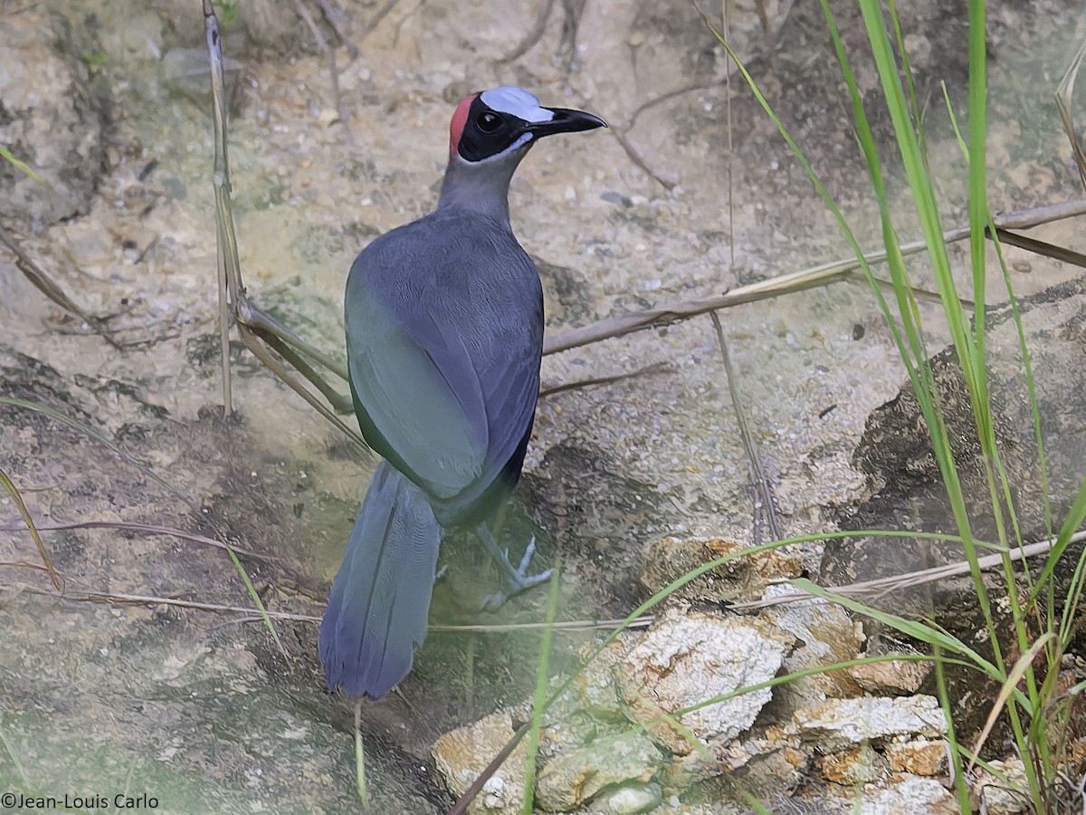 Gray-necked Rockfowl - ML630531589