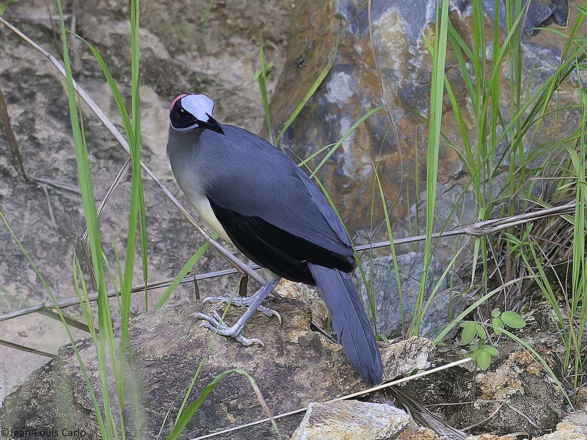 Gray-necked Rockfowl - ML630531590