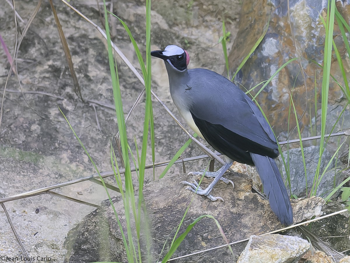Gray-necked Rockfowl - ML630531591