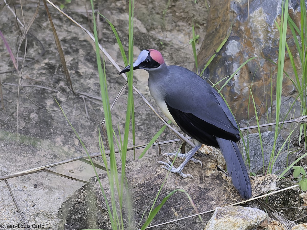 Gray-necked Rockfowl - ML630531592