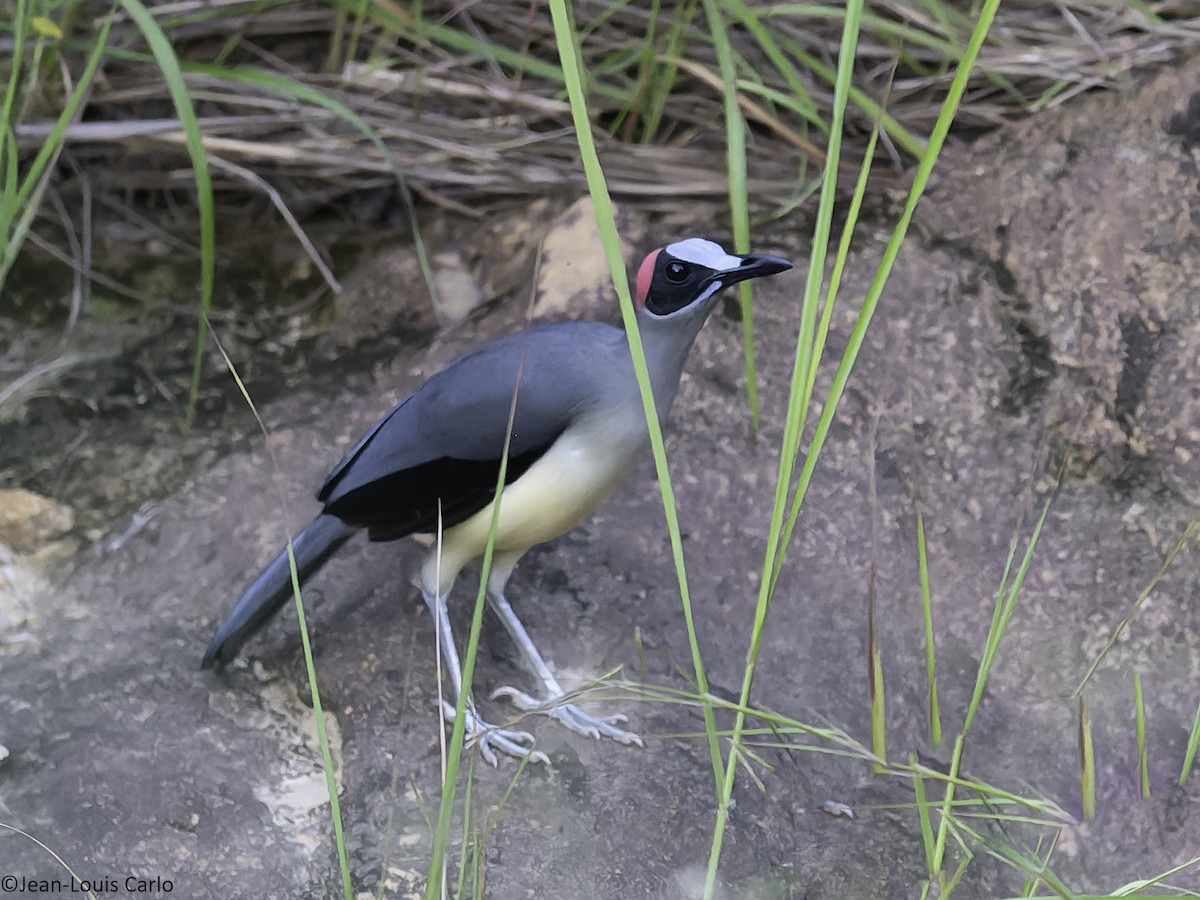 Gray-necked Rockfowl - ML630531593