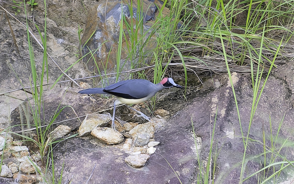 Gray-necked Rockfowl - ML630531594
