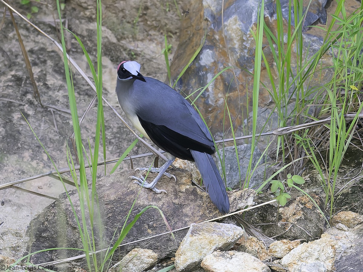 Gray-necked Rockfowl - ML630531595