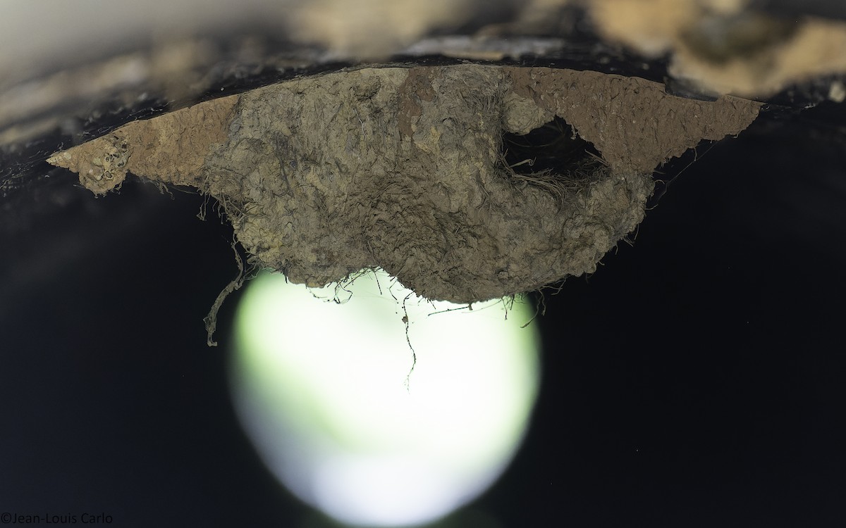 Gray-necked Rockfowl - ML630531596