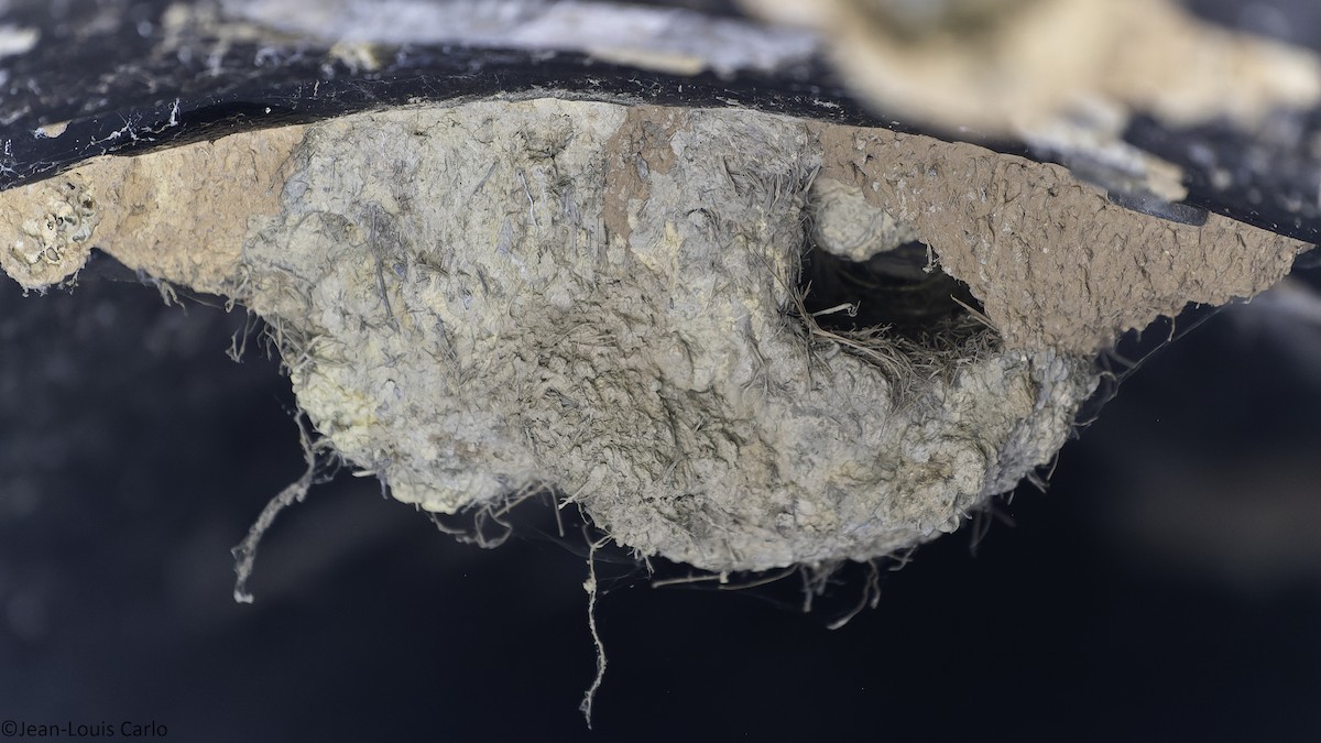 Gray-necked Rockfowl - ML630531597