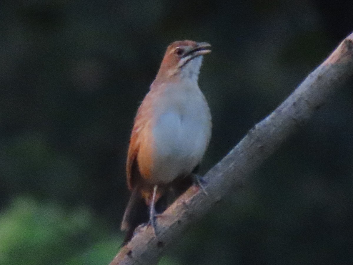 Moustached Grass-Warbler - ML630531624