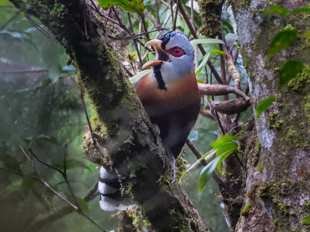 Scale-feathered Malkoha - ML630531628