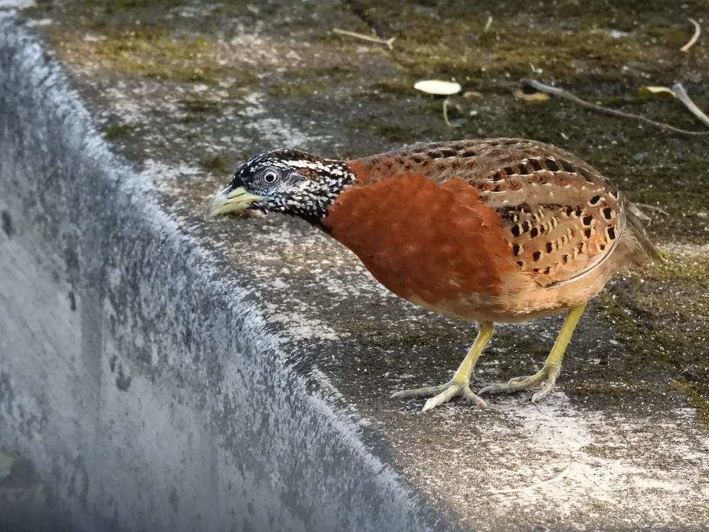 Spotted Buttonquail - ML630531643