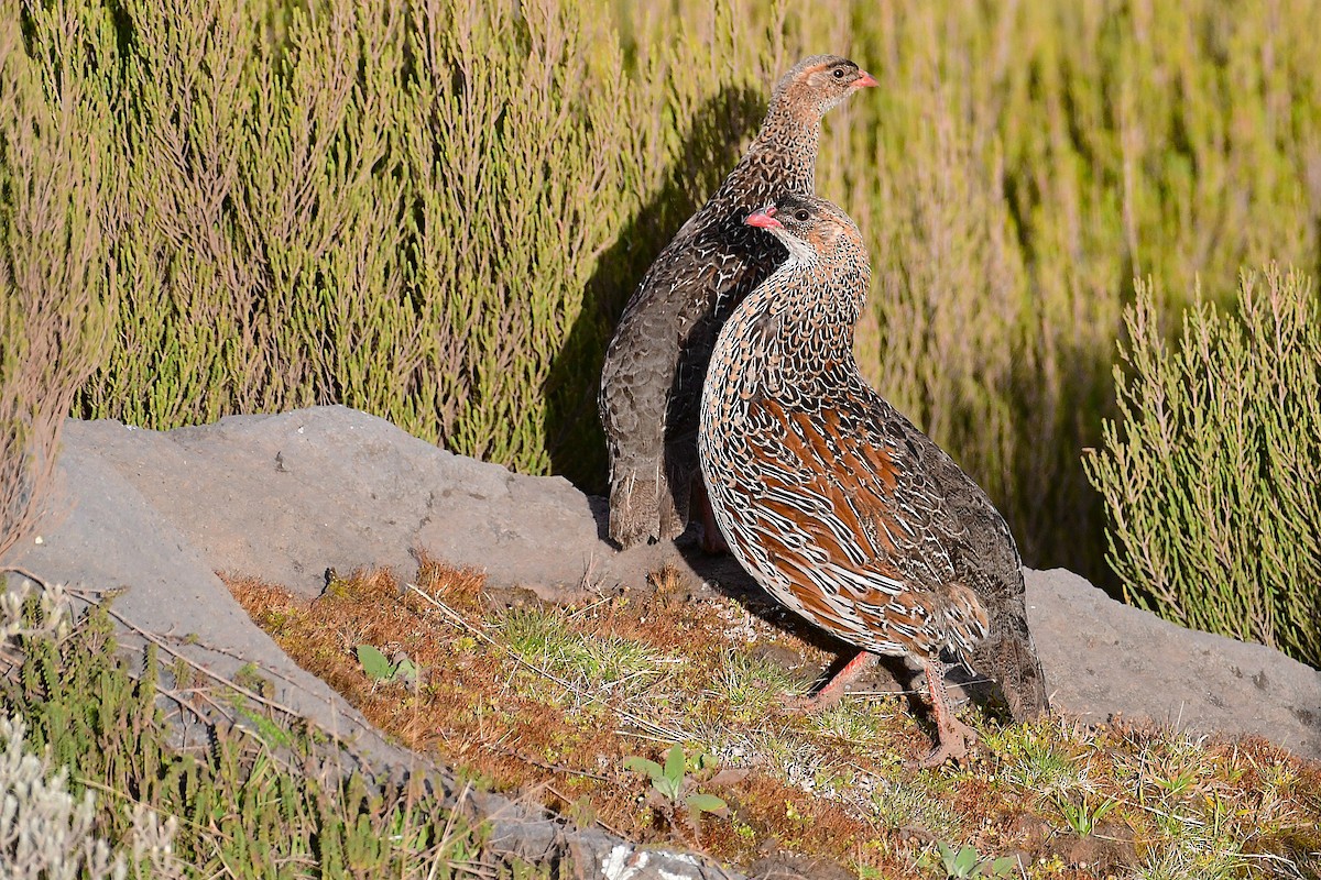 Chestnut-naped Spurfowl (Northern) - ML630531646
