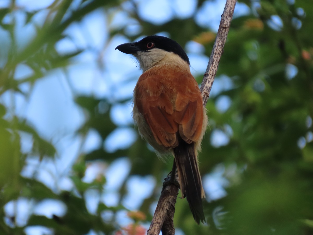 Marsh Tchagra - ML630531649