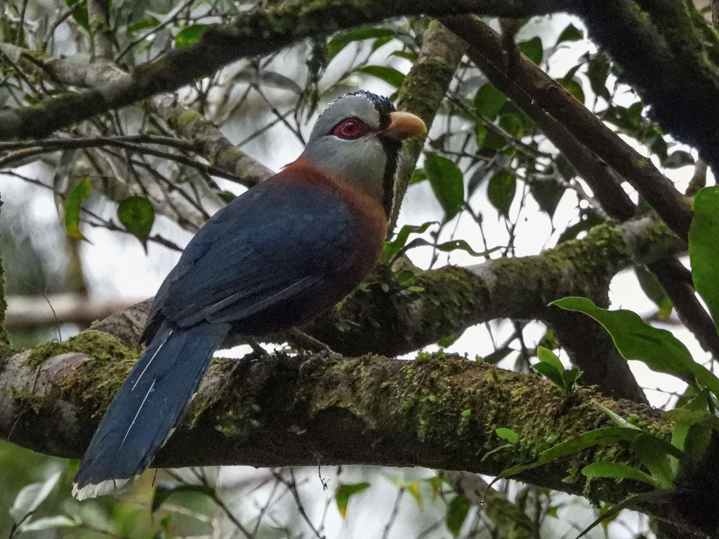 Scale-feathered Malkoha - ML630531650