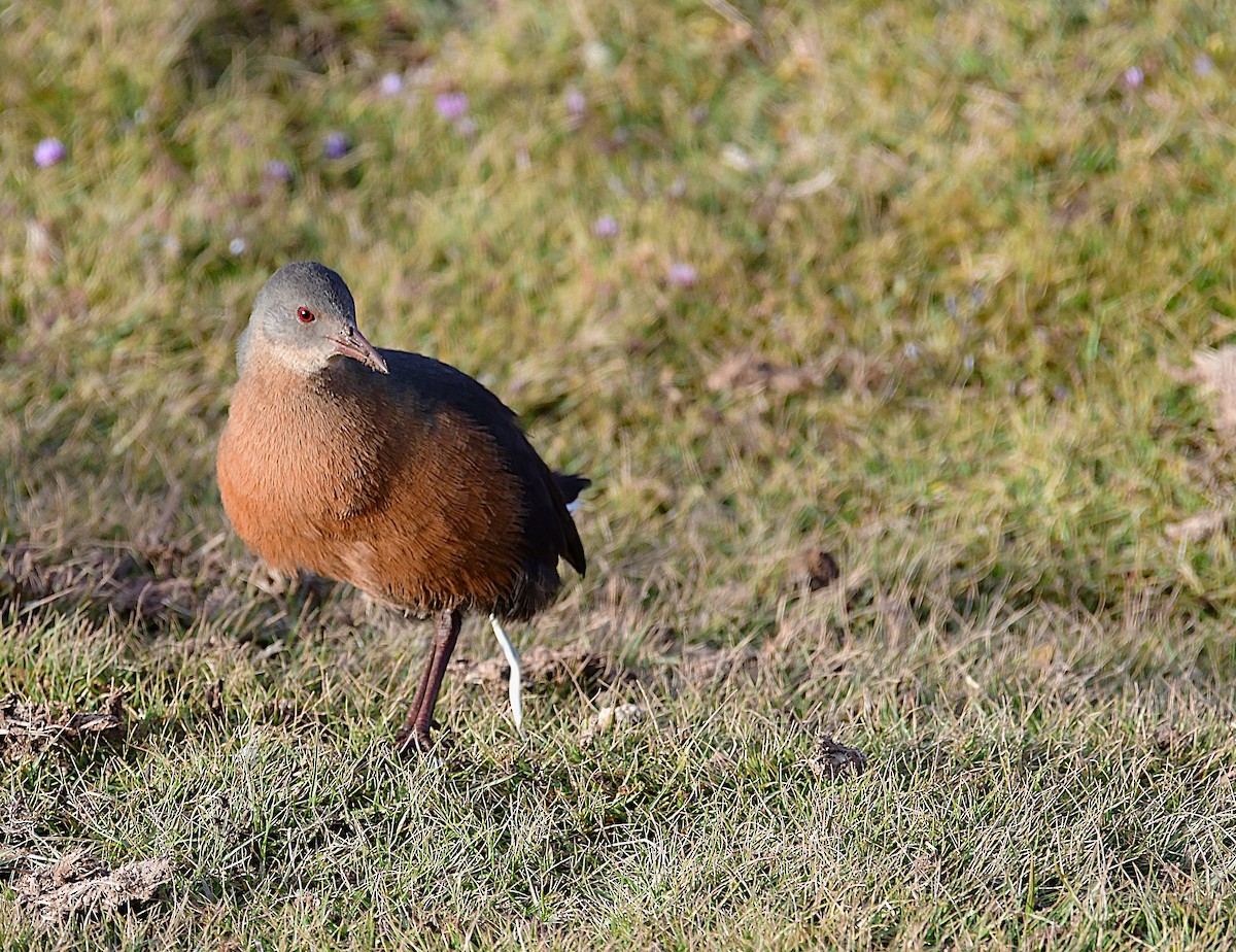 Rouget's Rail - ML630531651