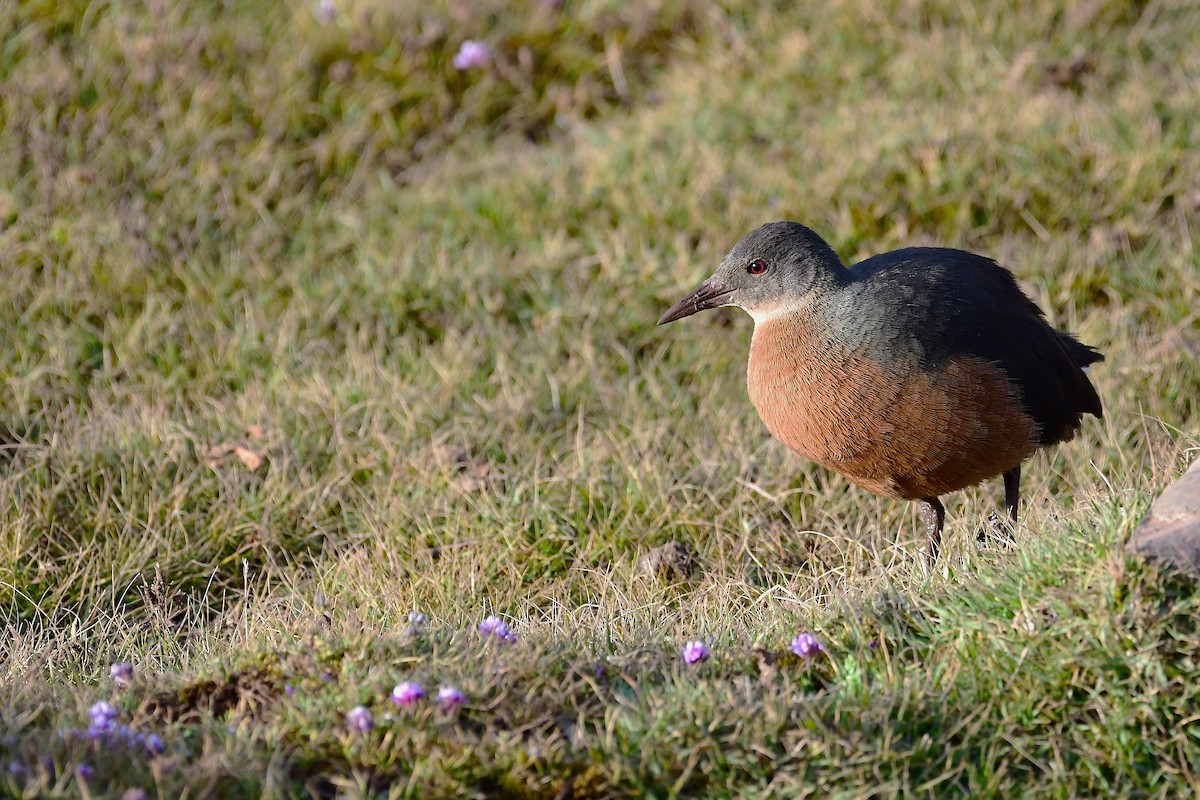Rouget's Rail - ML630531652