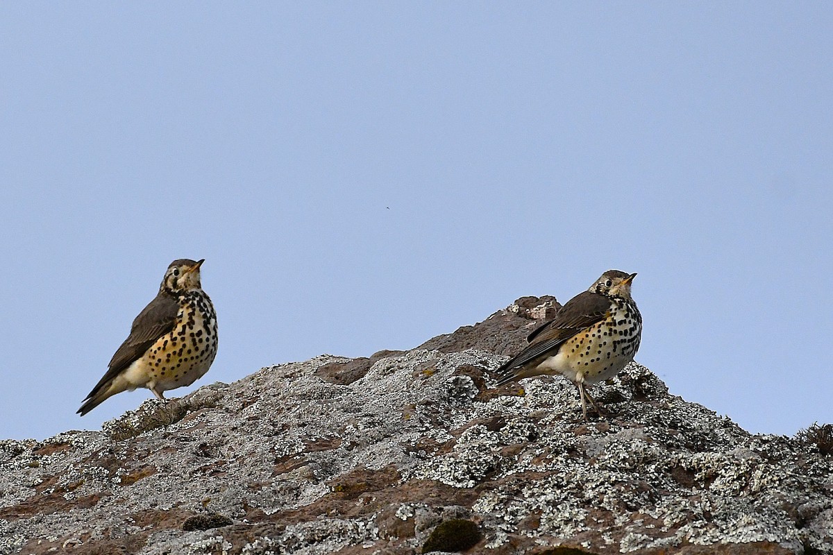 Ethiopian Thrush - ML630531653