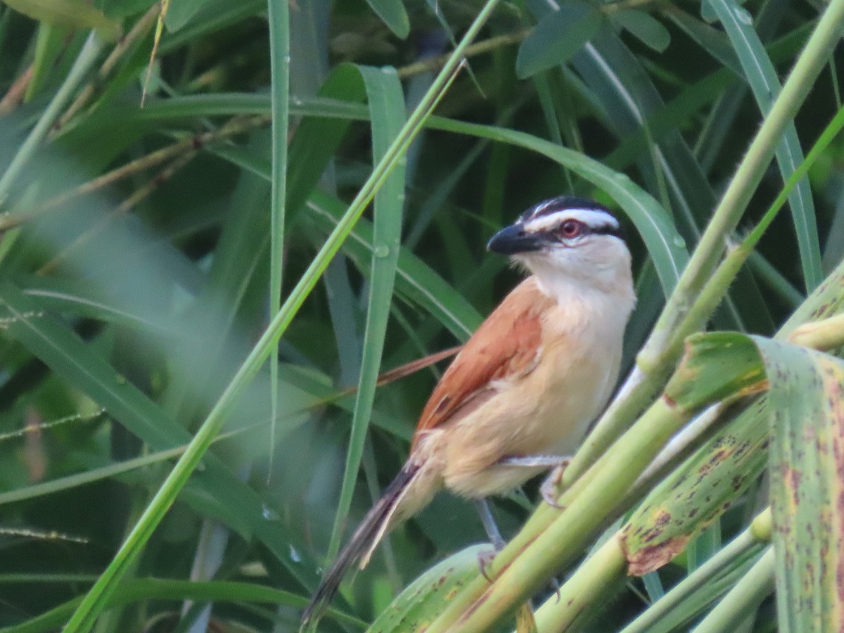 Marsh Tchagra - ML630531668