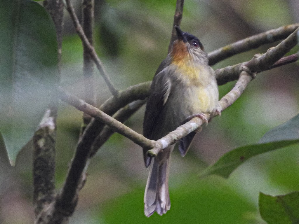 Calabarzon Babbler - ML630531683