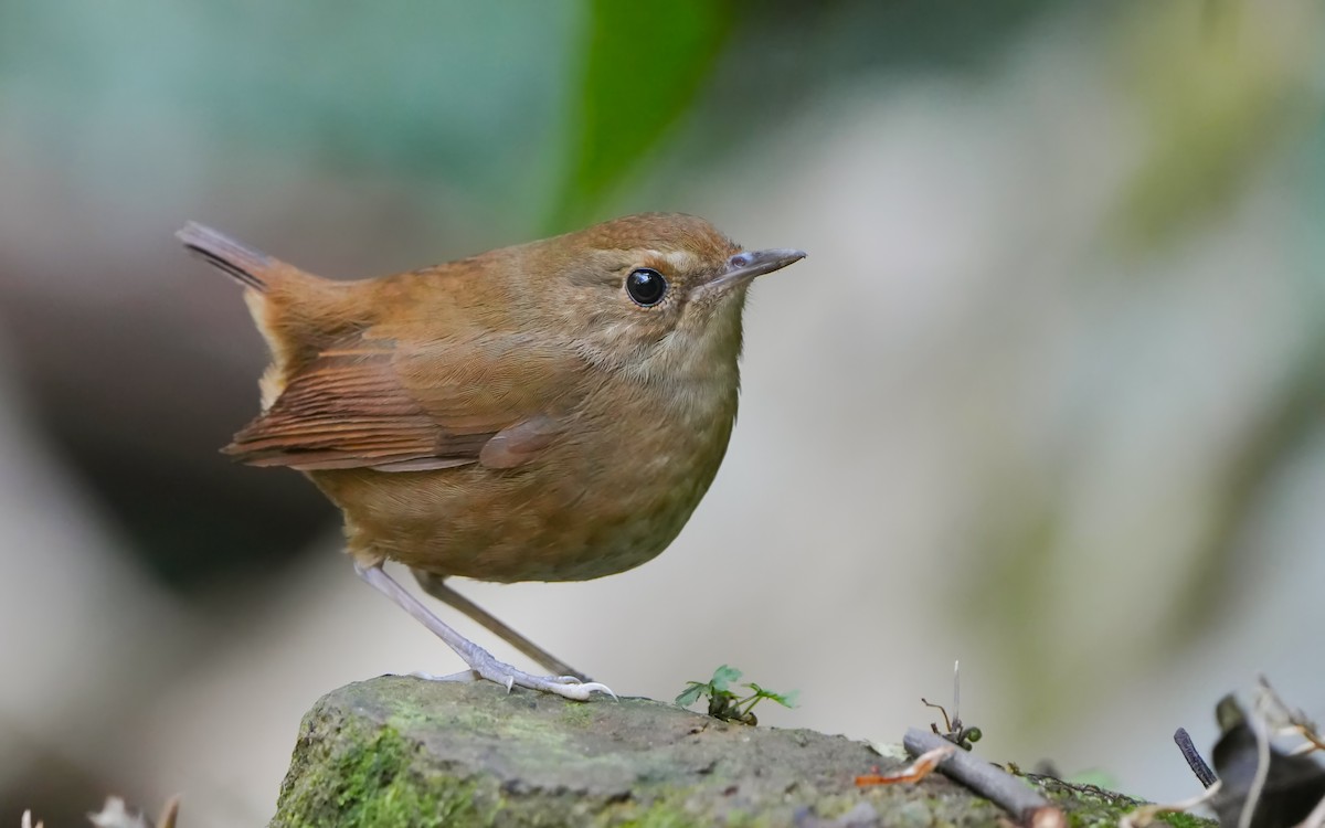 Lesser Shortwing - ML630531692
