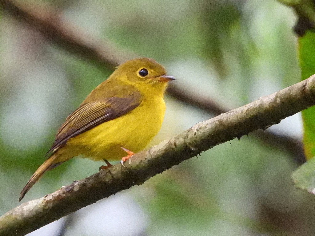 Citrine Canary-Flycatcher - ML630531698