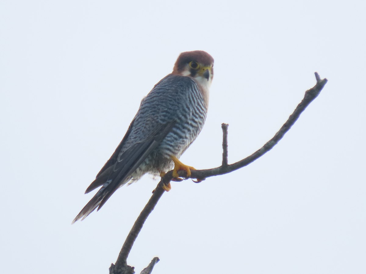 Red-necked Falcon - ML630531713