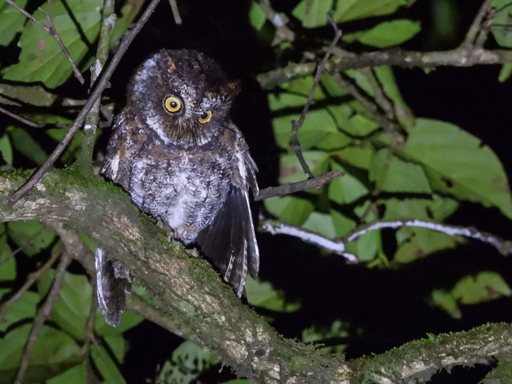 Luzon Scops-Owl - ML630531723