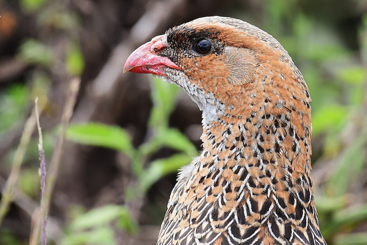 Chestnut-naped Spurfowl (Northern) - ML630531730