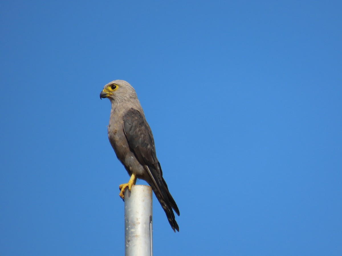 Dickinson's Kestrel - ML630531738