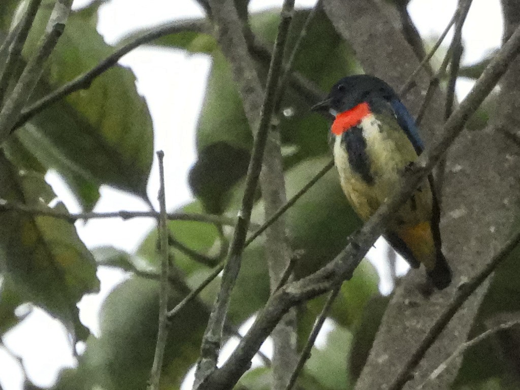 Fire-throated Flowerpecker - ML630531770