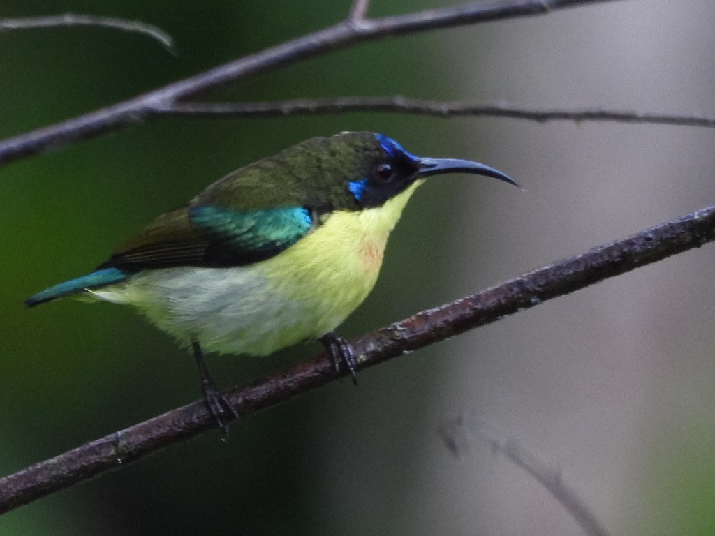 Souimanga montagnard (pulcherrima) - ML630531853