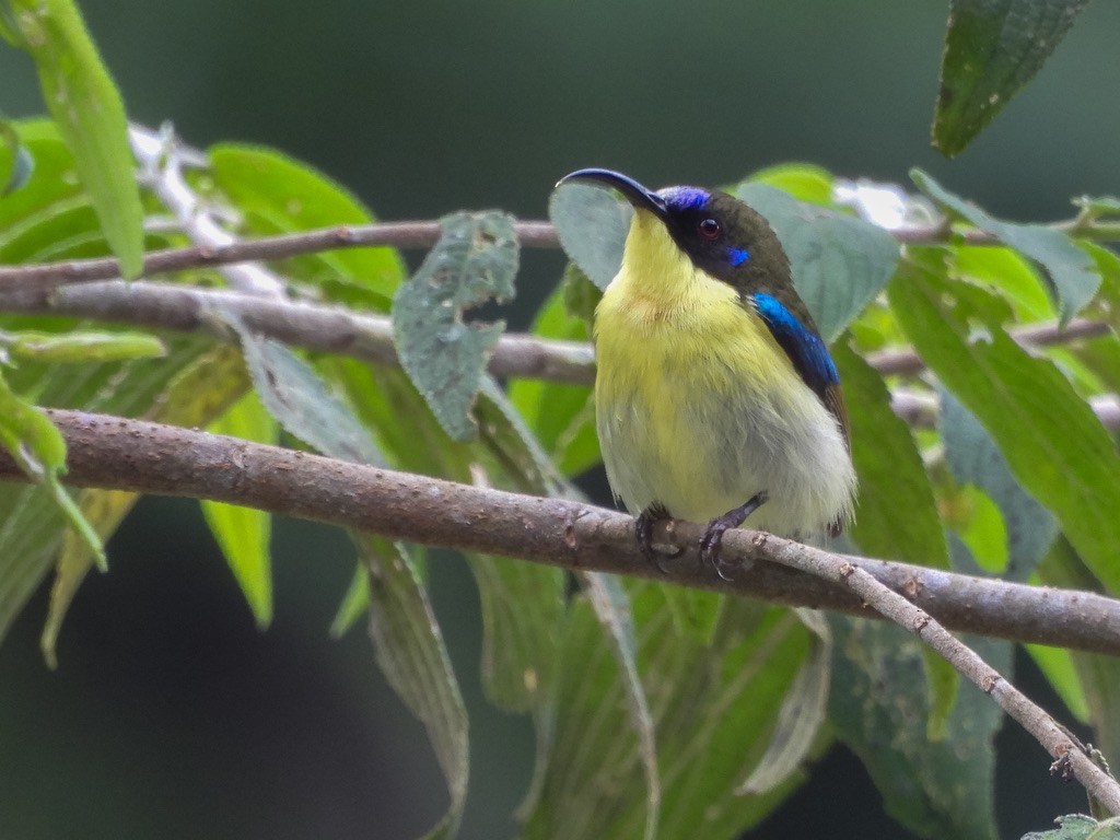 Souimanga montagnard (pulcherrima) - ML630531880