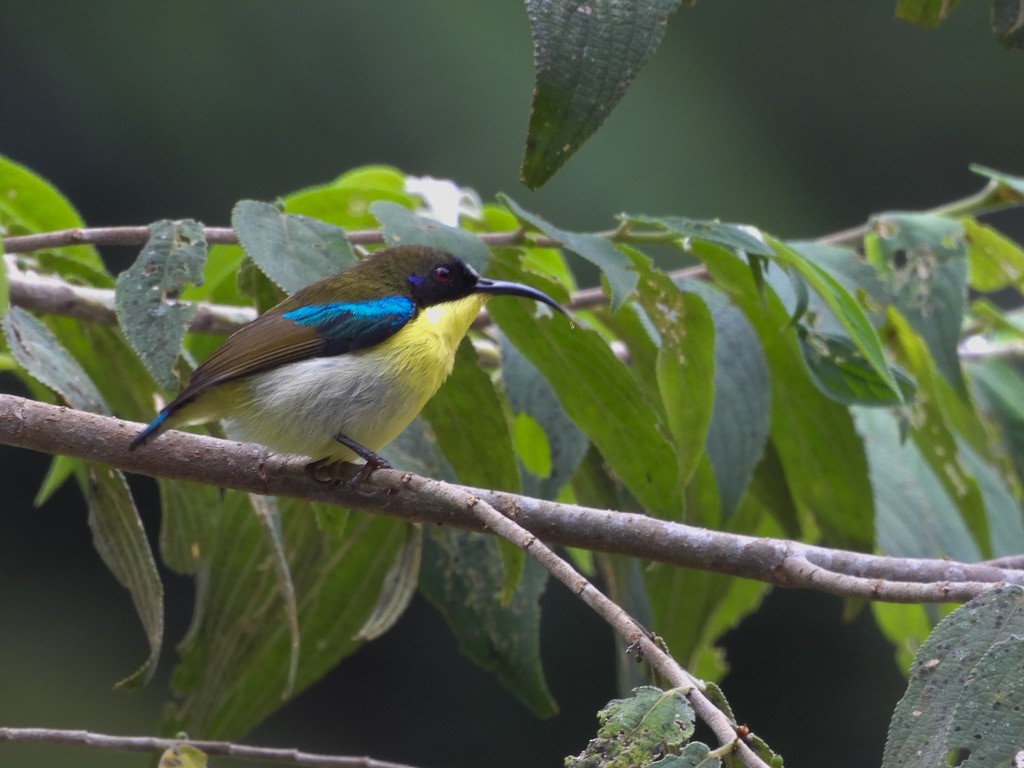Souimanga montagnard (pulcherrima) - ML630531899