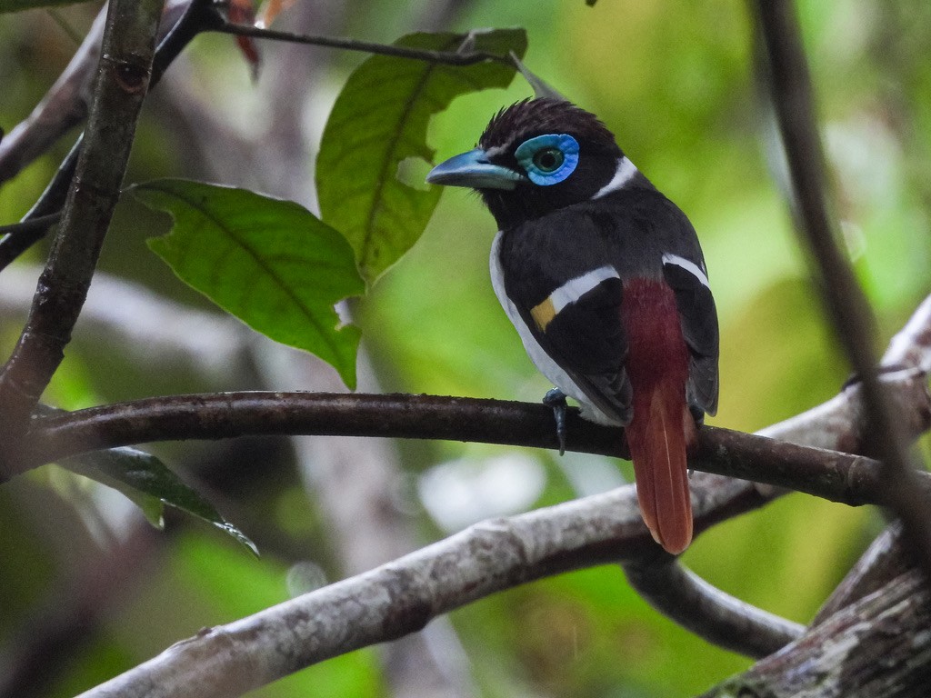 Wattled Broadbill - ML630531922