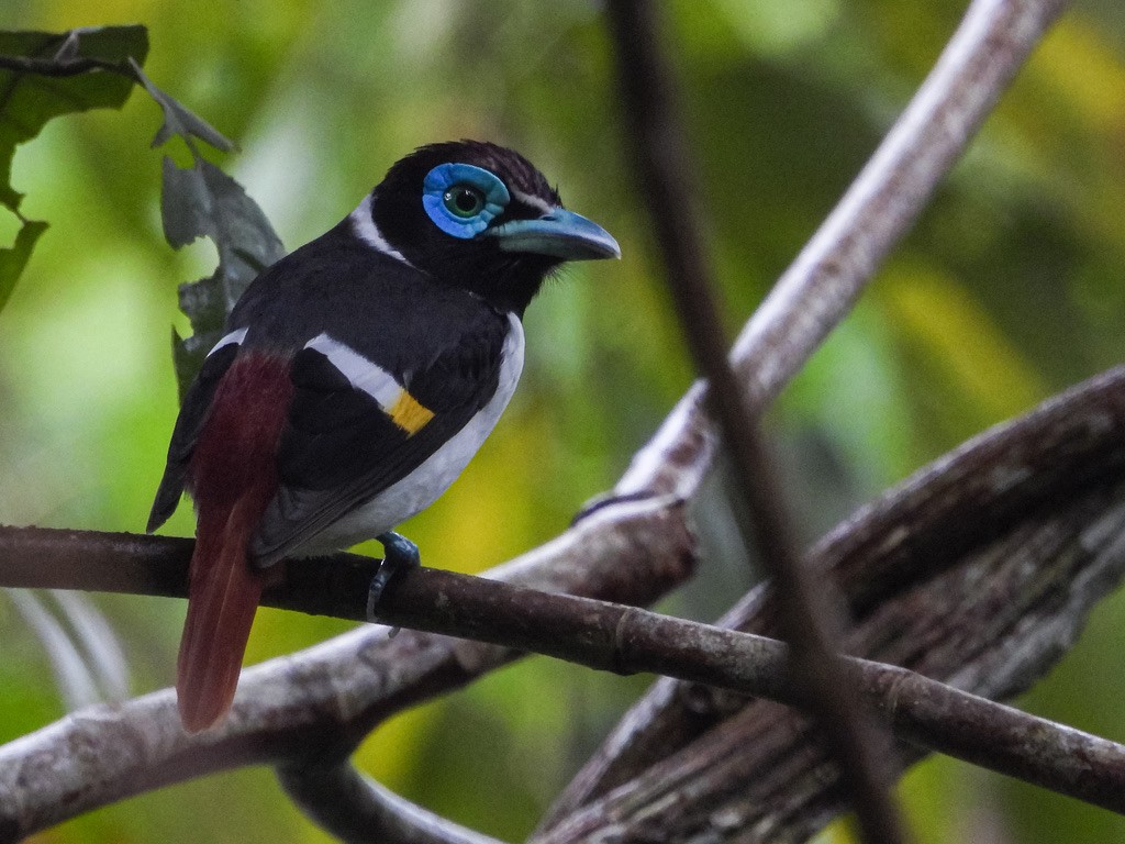 Wattled Broadbill - ML630531926