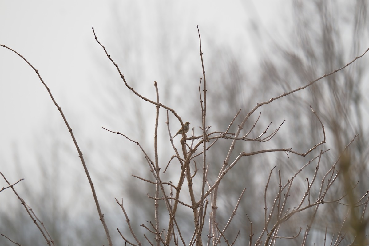 Meadow Pipit - ML630531939