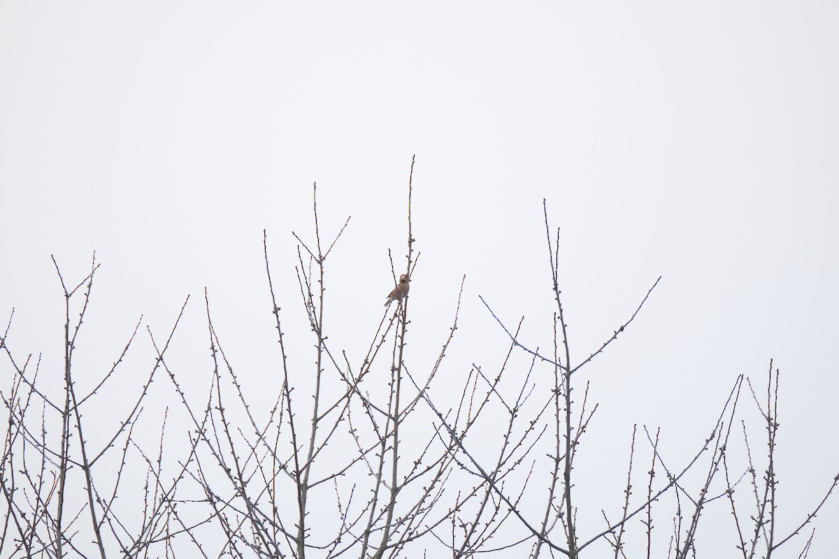 Hawfinch - ML630531945