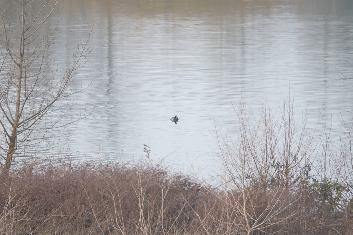 Greater Scaup - ML630531996