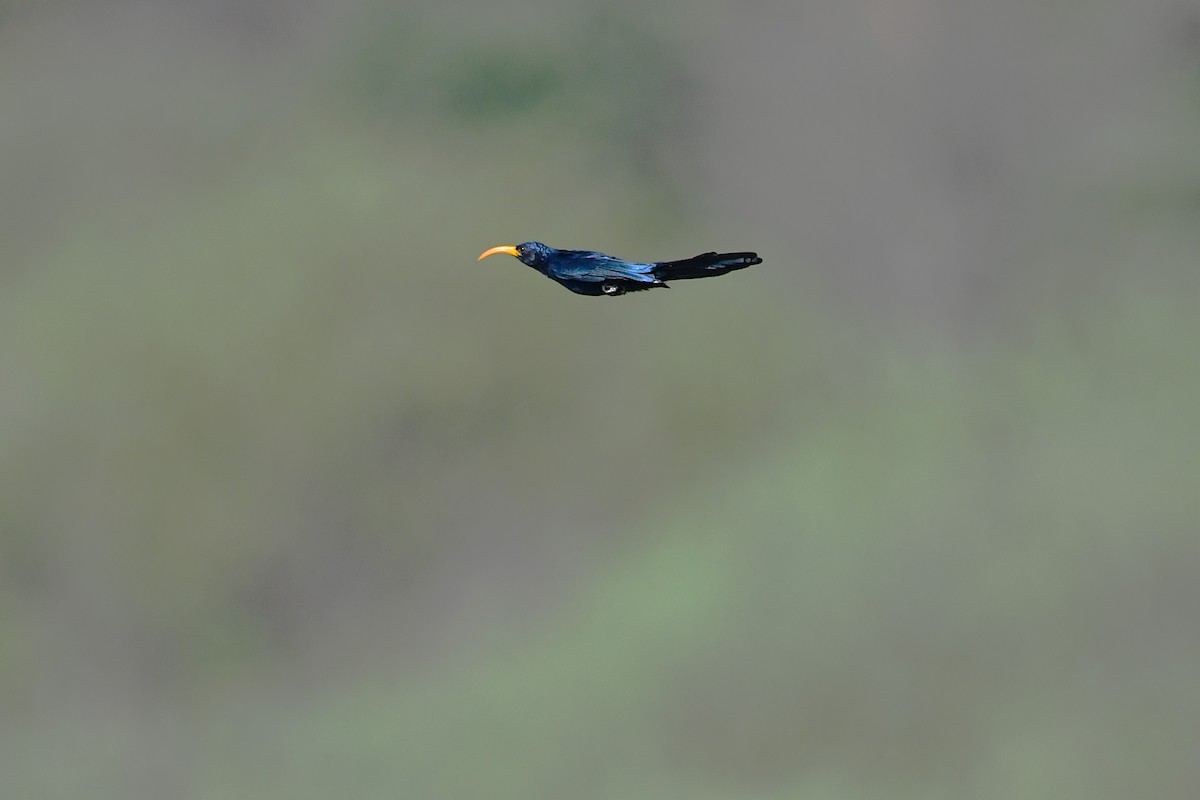 Abyssinian Scimitarbill - ML630532004