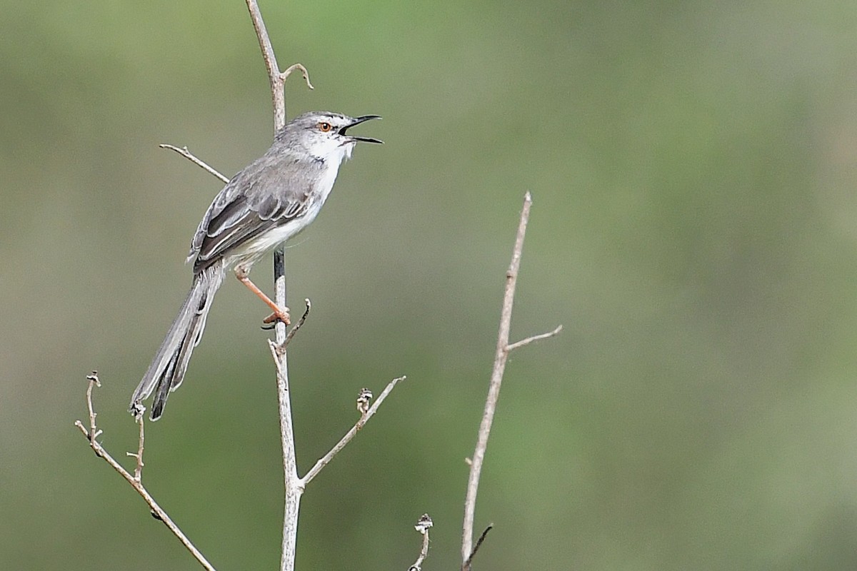 Pale Prinia - ML630532051