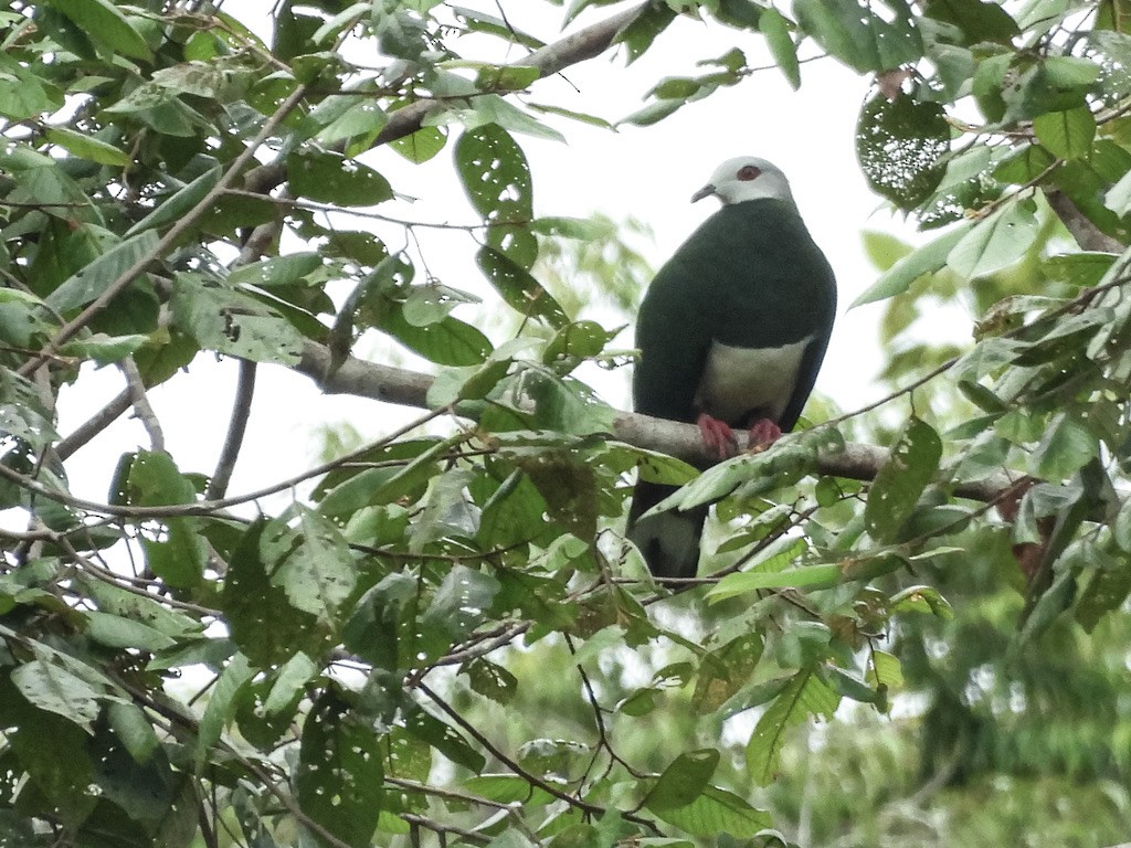 Pink-bellied Imperial-Pigeon - ML630532067