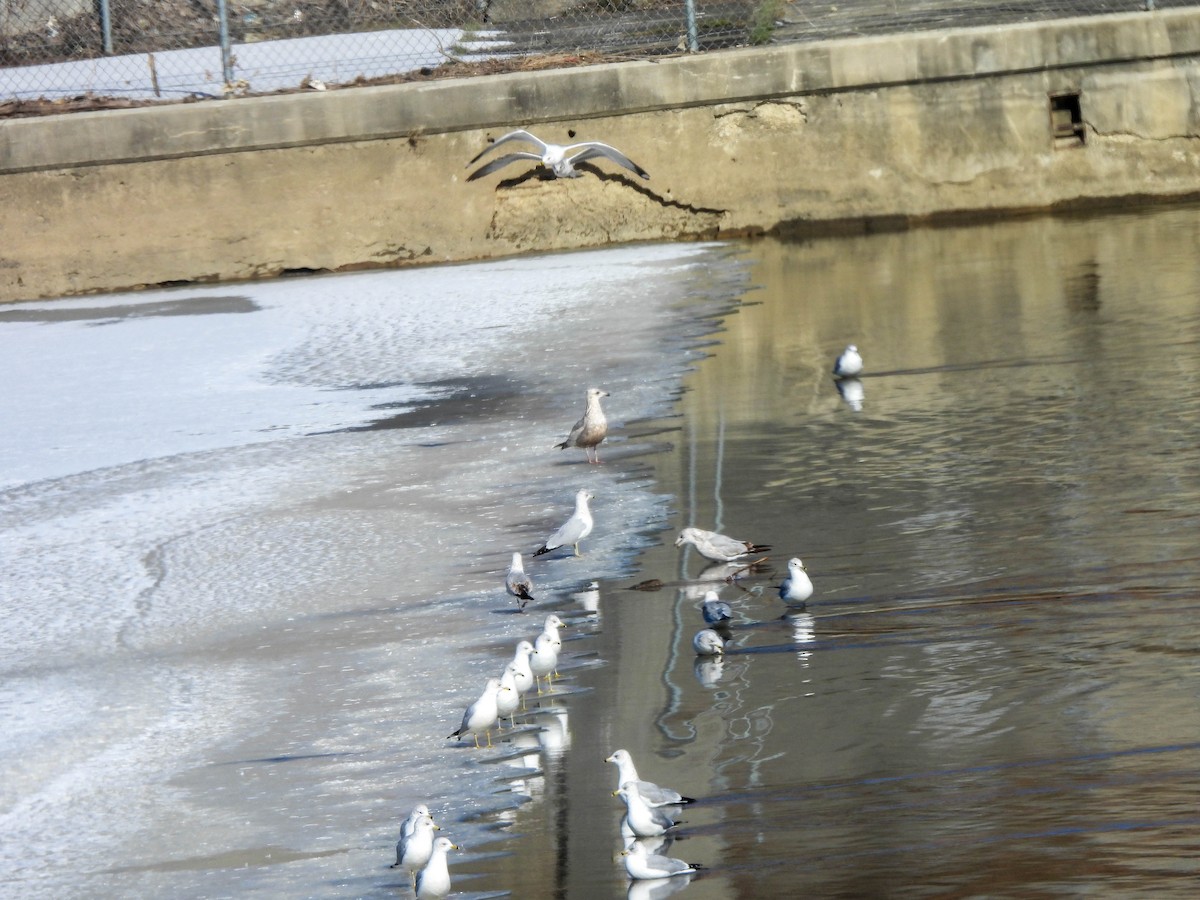 Ring-billed Gull - ML630532090