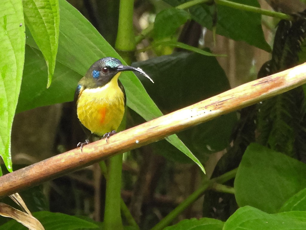 Lina's Sunbird - ML630532110