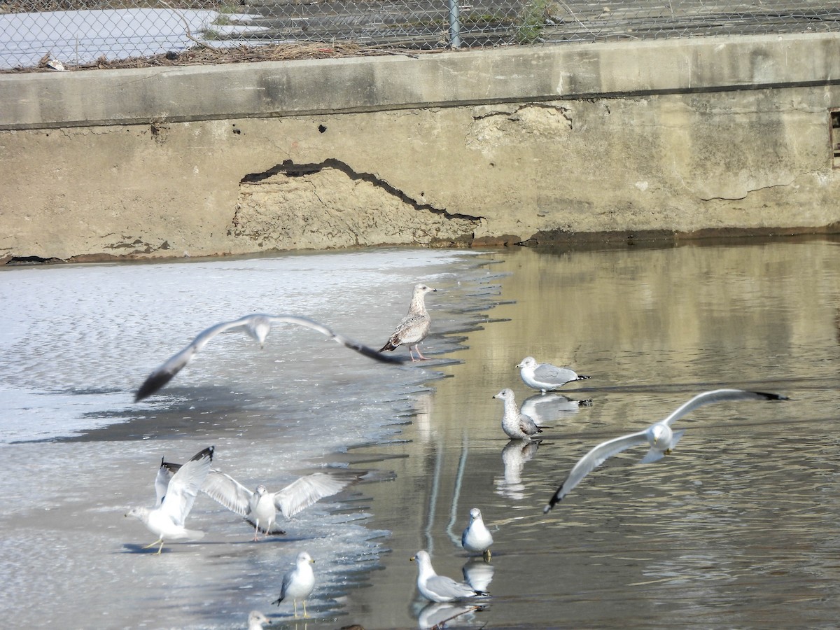 American Herring Gull - ML630532123