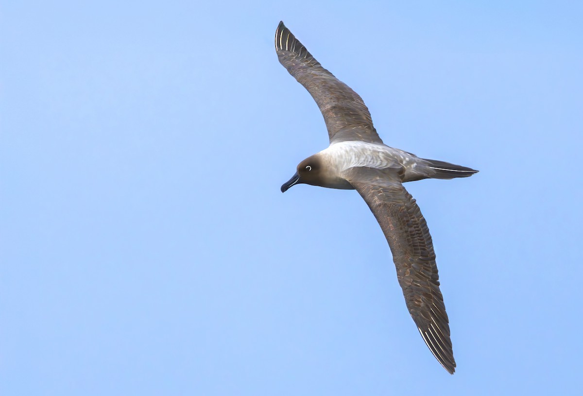 Graumantelalbatros - ML630532134