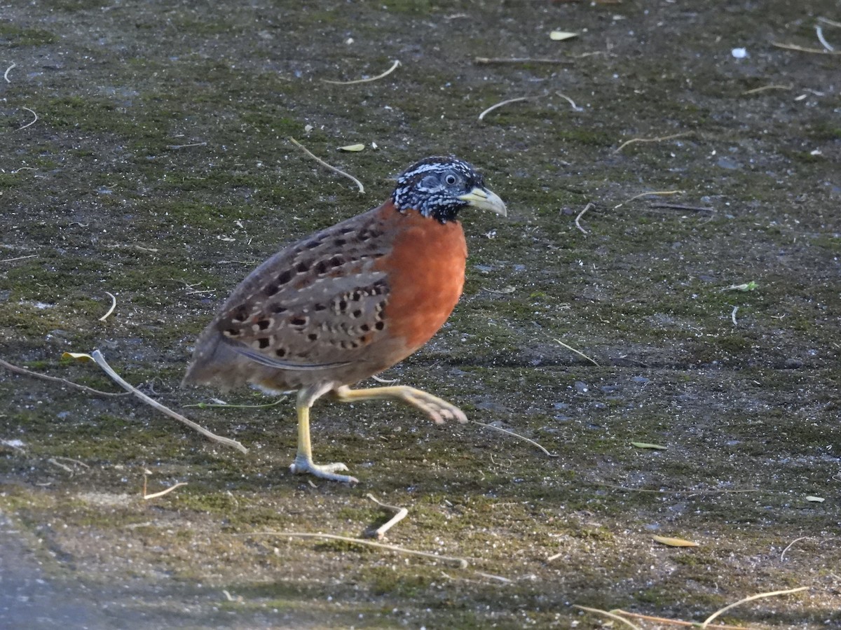 Spotted Buttonquail - ML630532216