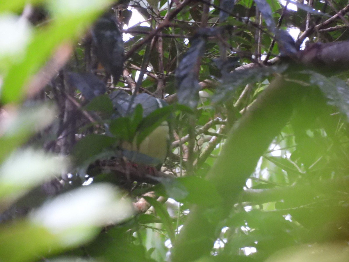 Cream-breasted Fruit-Dove - ML630532276