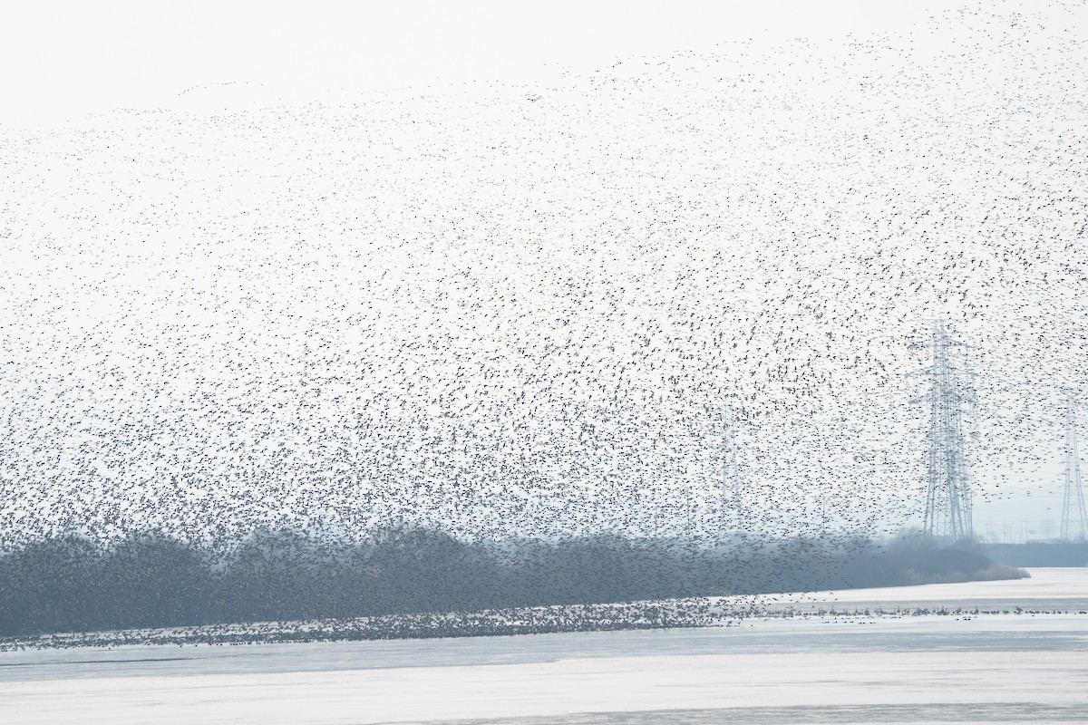 Baikal Teal - ML630532309