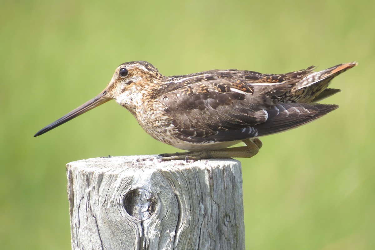 Wilson's Snipe - ML63053231