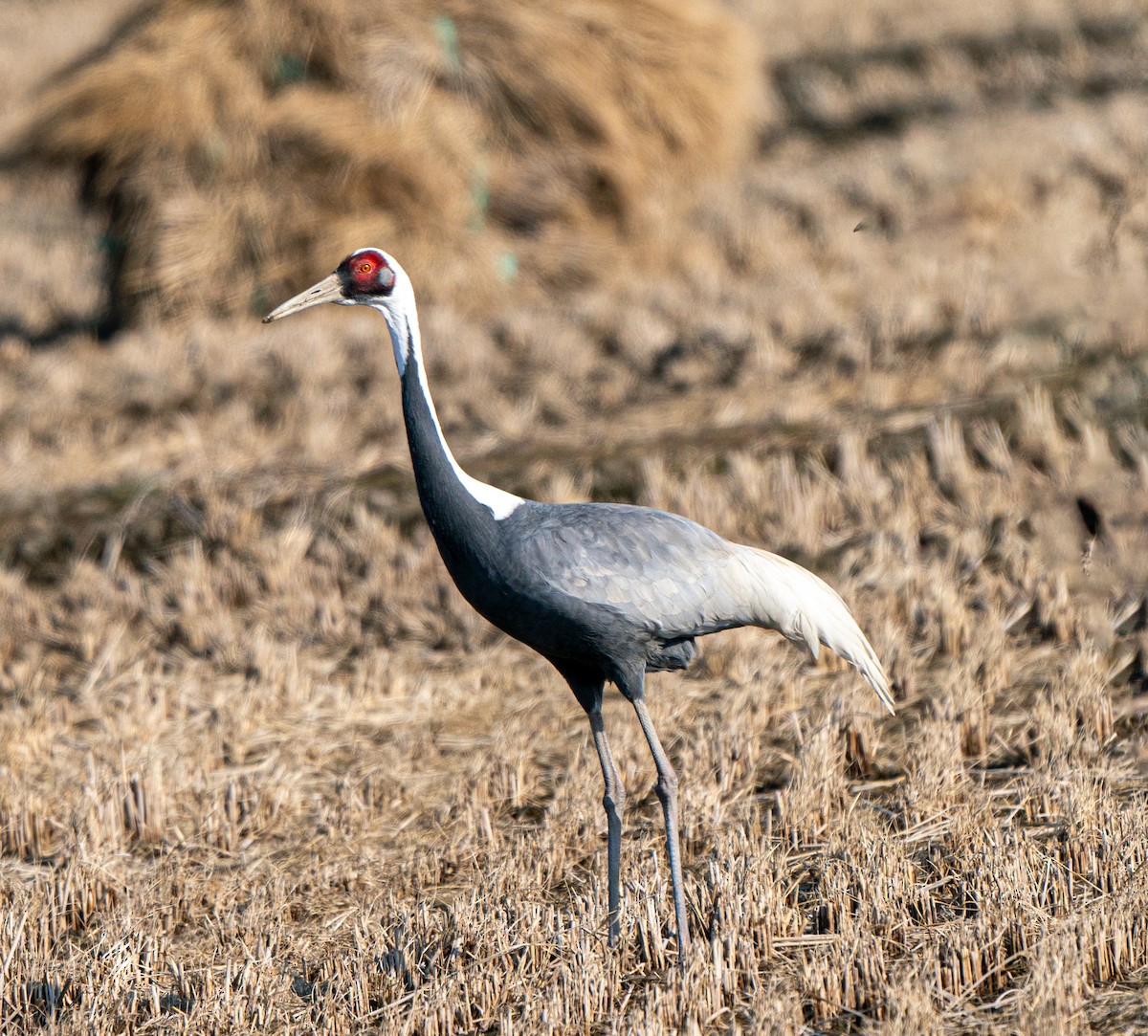 White-naped Crane - ML630532314