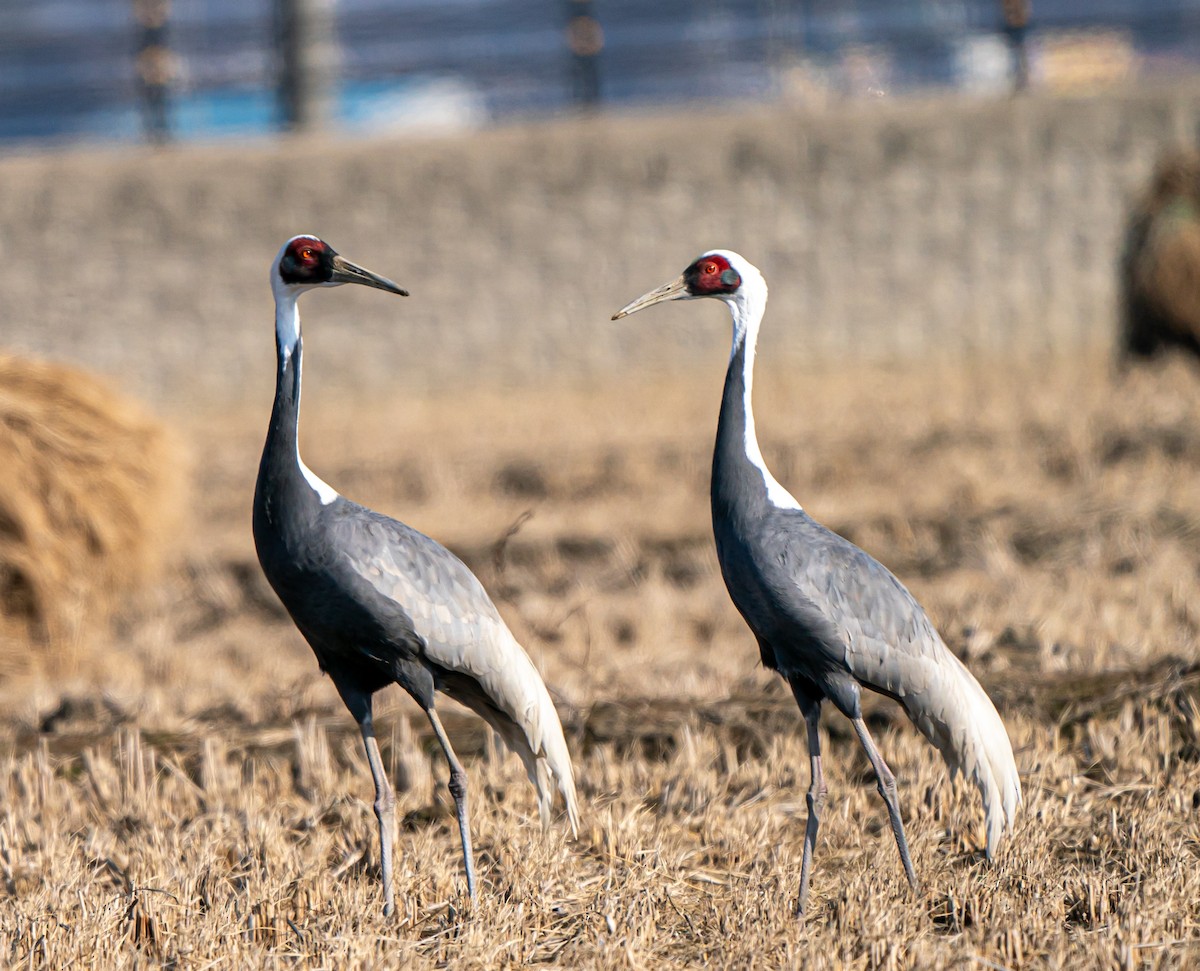 White-naped Crane - ML630532315