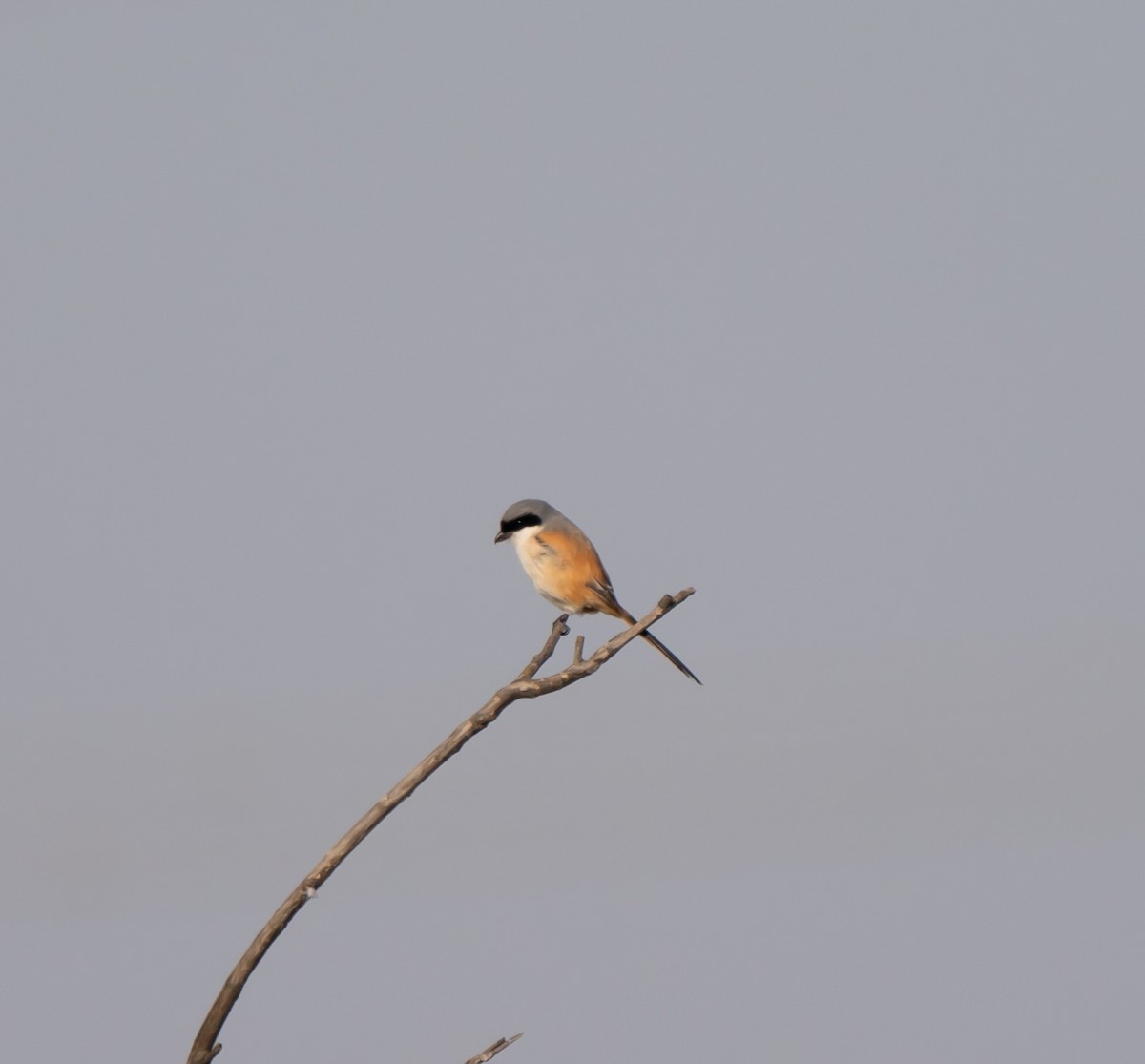 Long-tailed Shrike - ML630532326